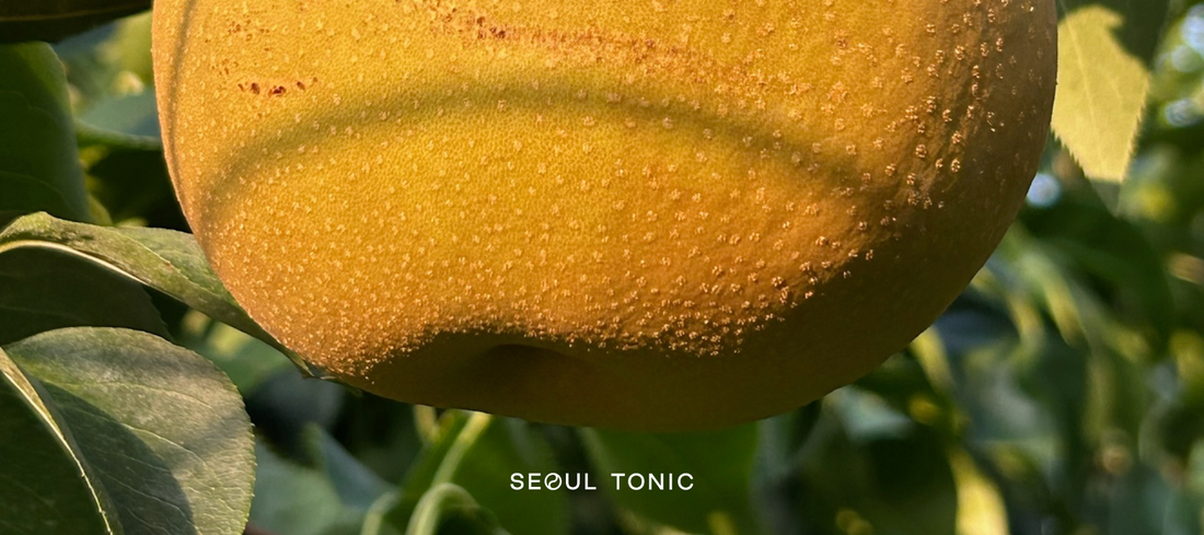 Korean Pear 101: A Guide to Nature's Most Potent Prevention Remedy