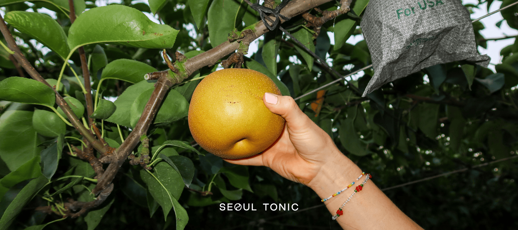 The Science of Hangovers: Why Korean Pears Work (Backed by Research)